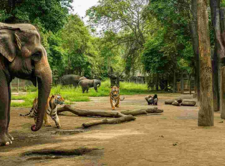Santuari o inganni? La verità sui rifugi per animali che attirano turisti