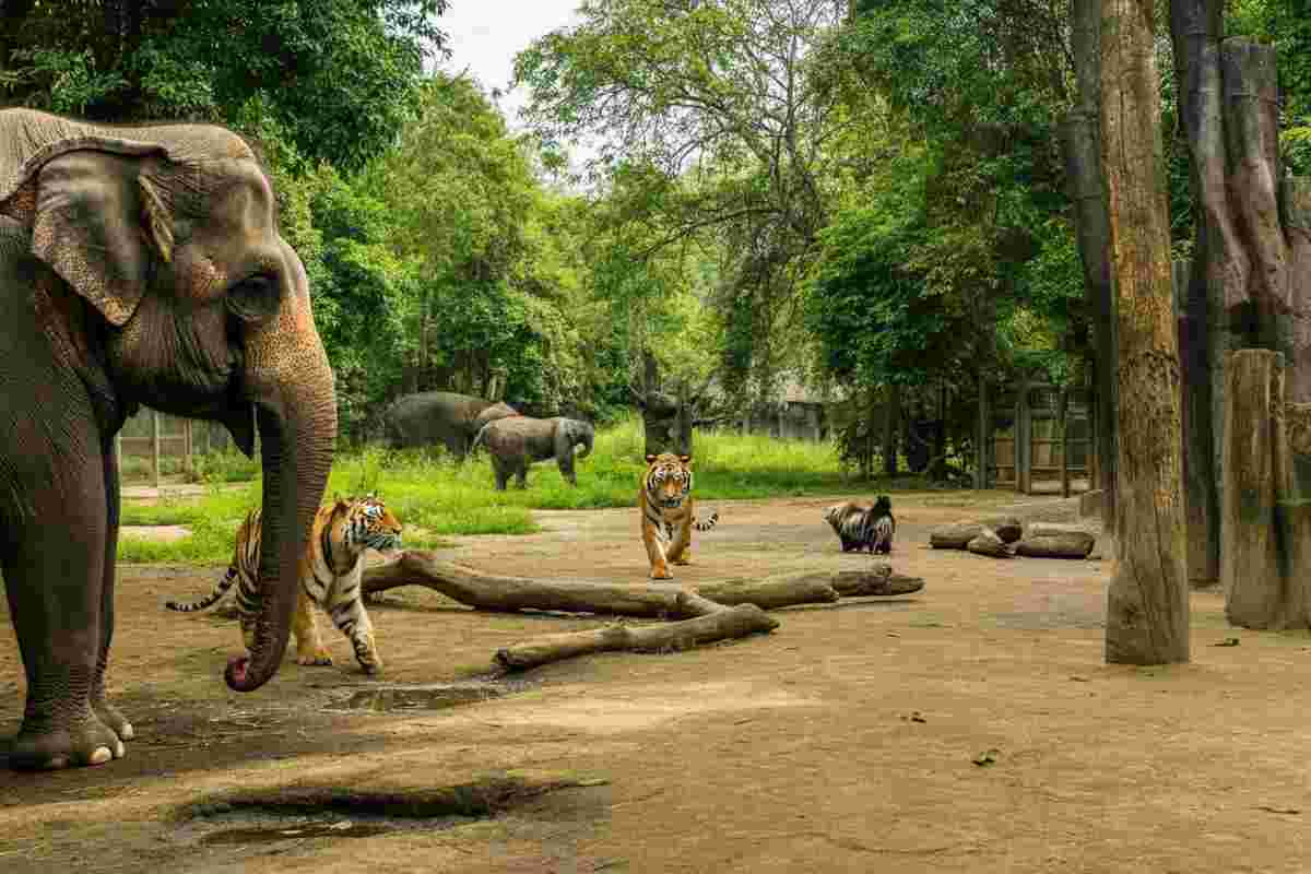 Santuari o inganni? La verità sui rifugi per animali che attirano turisti