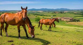 Scoperta choc: macellazione illegale di cavalli anziani e malati in Italia