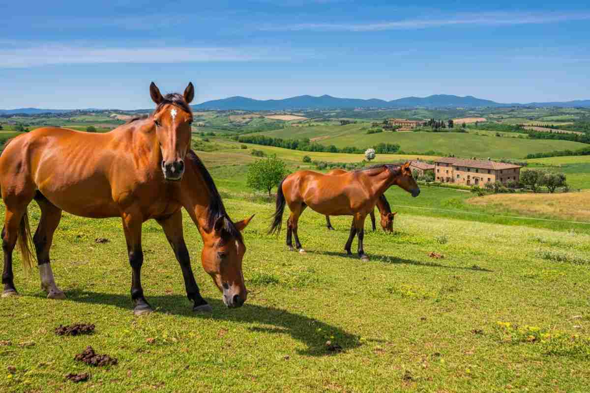 Scoperta choc: macellazione illegale di cavalli anziani e malati in Italia
