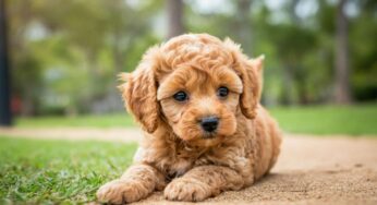 Strategie efficaci per socializzare il tuo cucciolo di Barboncino Toy