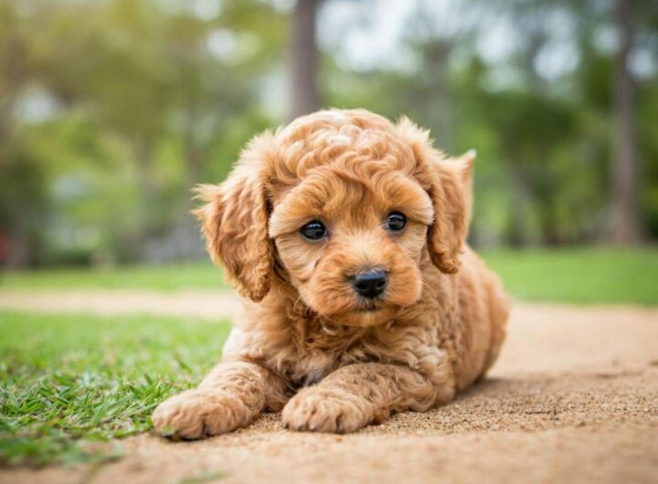 Strategie efficaci per socializzare il tuo cucciolo di Barboncino Toy