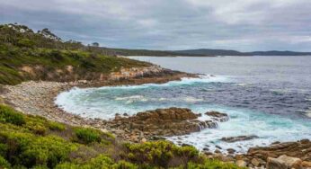 Tragedia in Tasmania: oltre 150 cetacei arenati e senza speranza di salvezza