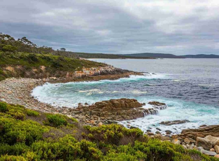 Tragedia in Tasmania: oltre 150 cetacei arenati e senza speranza di salvezza