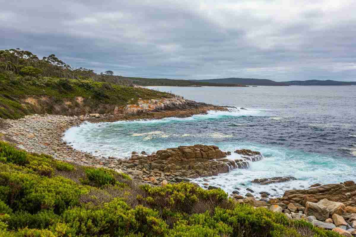 Tragedia in Tasmania: oltre 150 cetacei arenati e senza speranza di salvezza