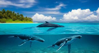 Turismo in crescita: la strana attrazione di nuotare con le balene in Sri Lanka nonostante il divieto