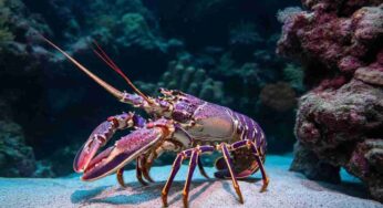 Un pescatore scopre una straordinaria aragosta Cotton Candy: un tesoro raro che si presenta una volta su 100 milioni