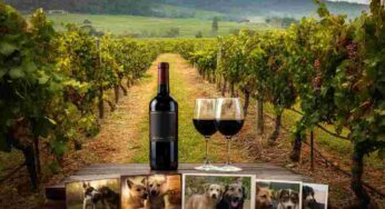 Un vino vagabondo che salva i cani randagi della Colombia attraverso adozioni e sterilizzazioni
