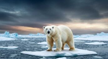 WWF sotto accusa: il “Guardian” svela il presunto sostegno al commercio di pellicce di orso polare
