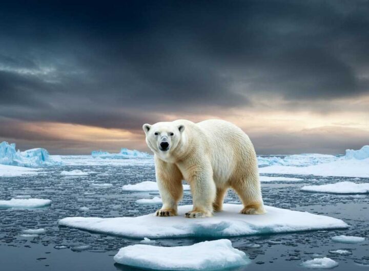 WWF sotto accusa: il “Guardian” svela il presunto sostegno al commercio di pellicce di orso polare