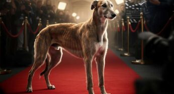 Bosco, il cagnolone de “Il Gattopardo” che salva i cani in difficoltà: scopri la sua razza e la sua storia