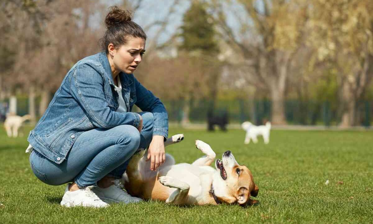 Cosa evitare quando il tuo cane ha le ghiandole perianali infiammate: il veterinario risponde