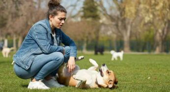 Cosa evitare quando il tuo cane ha le ghiandole perianali infiammate: il veterinario risponde