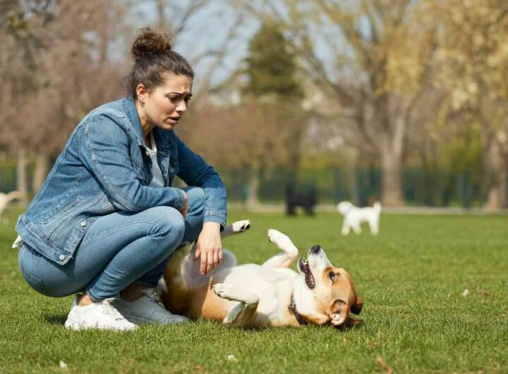 Cosa evitare quando il tuo cane ha le ghiandole perianali infiammate: il veterinario risponde