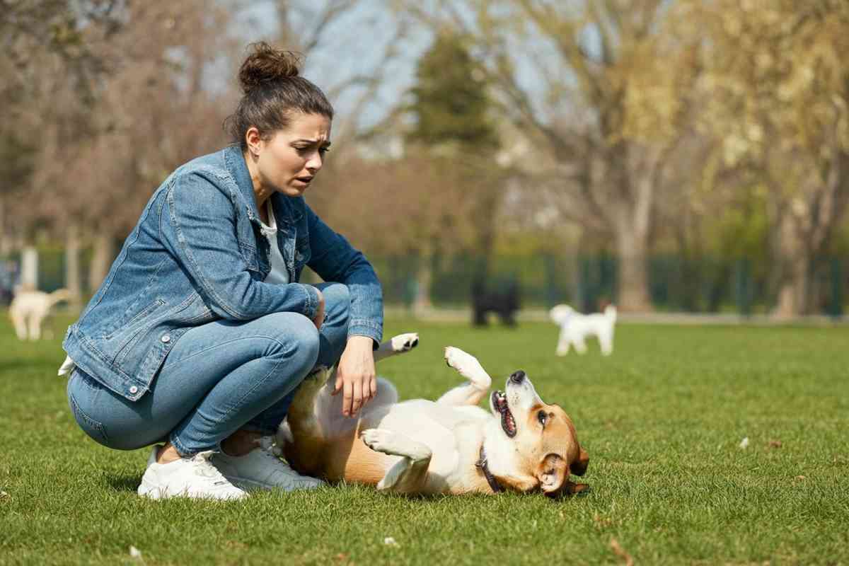 Cosa evitare quando il tuo cane ha le ghiandole perianali infiammate: il veterinario risponde