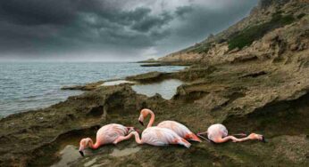 Fenicotteri rosa in difficoltà: l’incredibile incidente sul Monte Catria