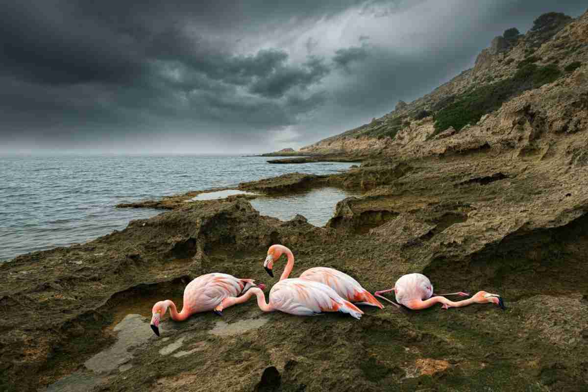 Fenicotteri rosa in difficoltà: l'incredibile incidente sul Monte Catria