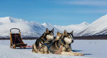 Fermiamo l’Iditarod: la corsa di cani da slitta che causa sofferenze e morti ogni anno