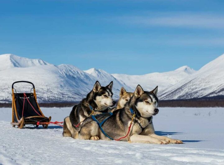 Fermiamo l'Iditarod: la corsa di cani da slitta che causa sofferenze e morti ogni anno