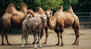 Frosy, il cammellino del Bioparco di Roma, conquista il web ma affronta una vita in cattività