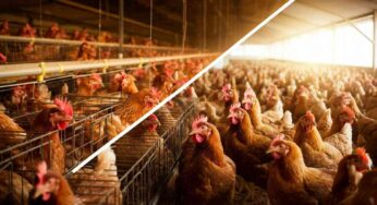 Il lato oscuro delle uova a basso costo: le sofferenze delle galline in gabbia