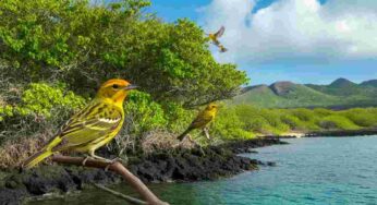 Il rumore del traffico trasforma gli uccelli in creature più aggressive