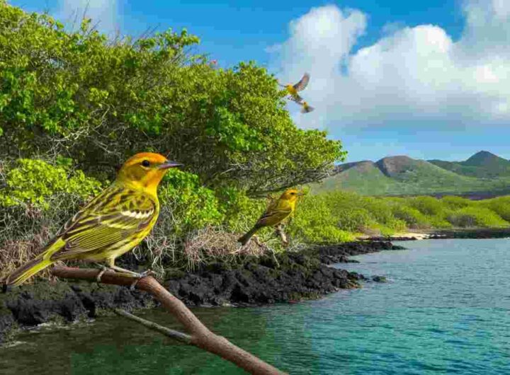 Il rumore del traffico trasforma gli uccelli in creature più aggressive