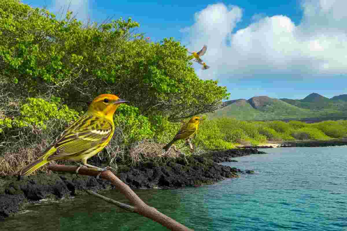 Il rumore del traffico trasforma gli uccelli in creature più aggressive