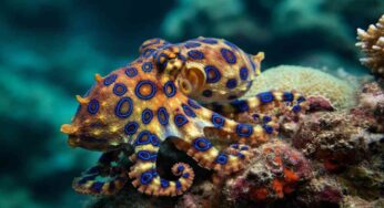 Il sorprendente trucco dei polpi maschi a righe blu per sfuggire alle loro compagne affamate