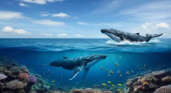 La Norvegia alza il sipario sulla caccia alle balene: un mare di sangue in arrivo