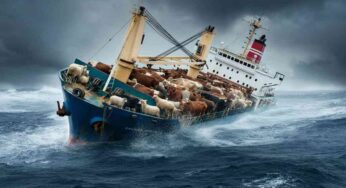 La drammatica odissea degli animali: 15 giorni di sofferenza nei trasporti marittimi ignorati