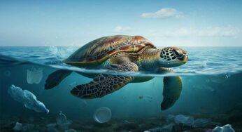 La tragica fine di una tartaruga: il video che ci mette di fronte alle nostre responsabilità