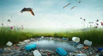 Microplastiche nei polmoni degli uccelli: uno studio allarmante su tutti gli esemplari analizzati