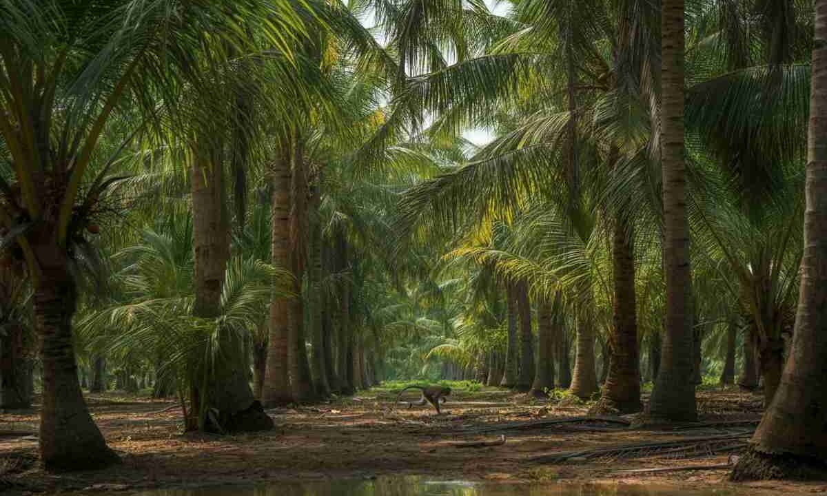 Mike White di The White Lotus si unisce alla lotta contro lo sfruttamento dei macachi in Thailandia
