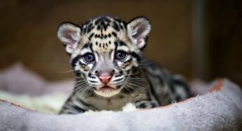 Nato un cucciolo di pantera nebulosa: speranza per una specie in pericolo, ma il futuro è in gabbia