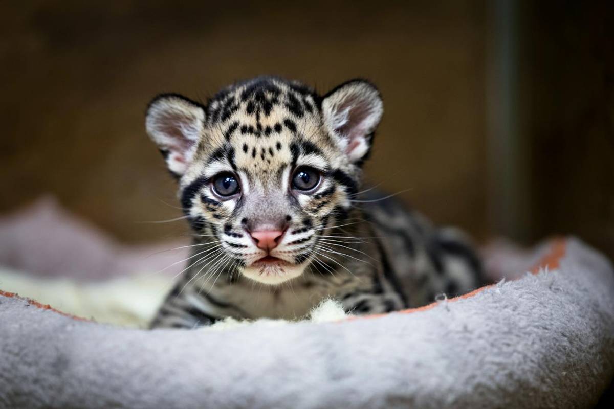 Nato un cucciolo di pantera nebulosa: speranza per una specie in pericolo, ma il futuro è in gabbia