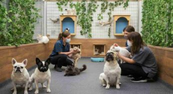 Nuove regole in Argentina: stop alla vendita di bulldog e carlini?