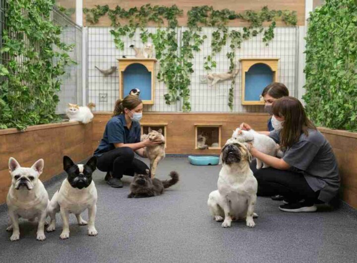Nuove regole in Argentina: stop alla vendita di bulldog e carlini?