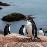 Scoperta straordinaria: avvistato un pinguino melanico con piumaggio completamente nero