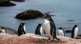 Scoperta straordinaria: avvistato un pinguino melanico con piumaggio completamente nero