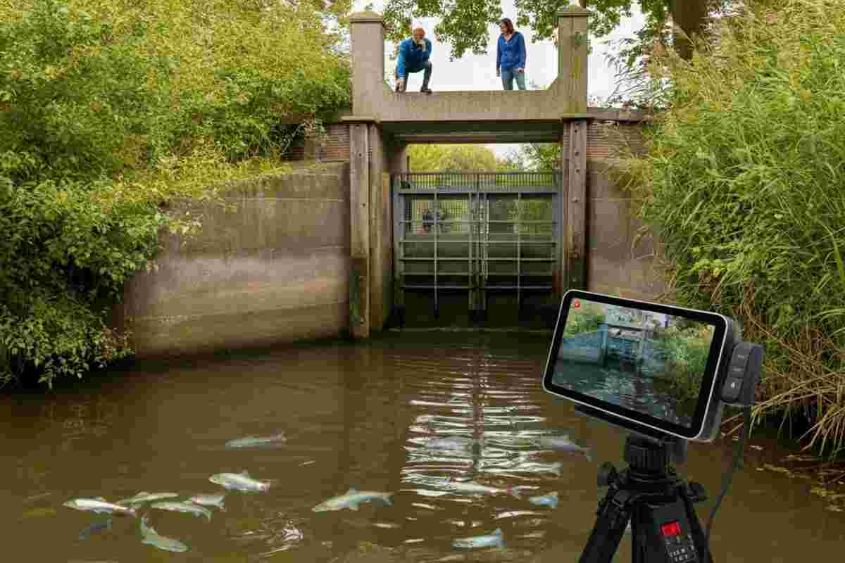 Scopri perché milioni di persone stanno suonando il campanello per pesci e perché dovresti unirti a loro