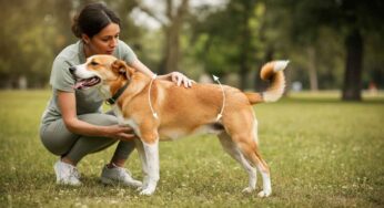 Scopri se il tuo cane è in sovrappeso con questo test facile e veloce
