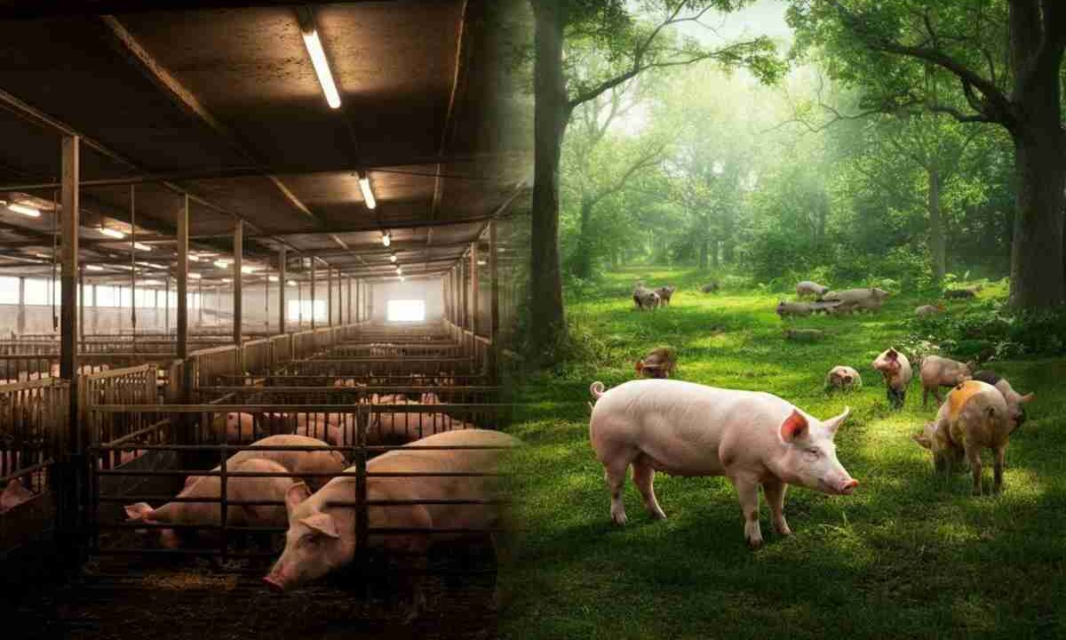 Svelati gli orrori degli allevamenti intensivi: l'inchiesta che coinvolge un politico alleato delle lobby della carne