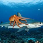 Un polpo sorprende gli scienziati cavalcando lo squalo più veloce del mondo