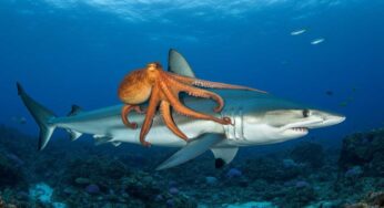 Un polpo sorprende gli scienziati cavalcando lo squalo più veloce del mondo