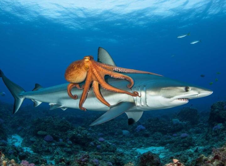 Un polpo sorprende gli scienziati cavalcando lo squalo più veloce del mondo