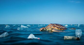 Una tartaruga marina morta tra la plastica: un video che colpisce al cuore