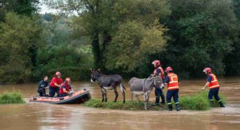 Vigili del fuoco compiono un salvataggio straordinario: 80 asini salvati dalla piena dell’Arno