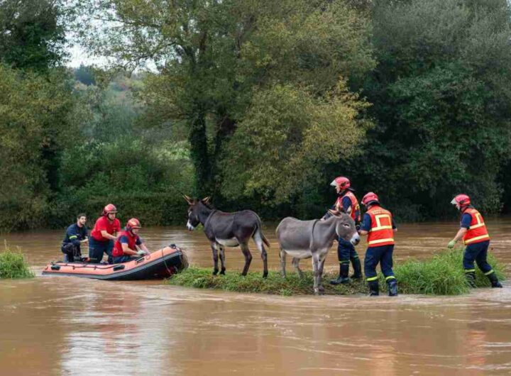 Vigili del fuoco compiono un salvataggio straordinario: 80 asini salvati dalla piena dell'Arno