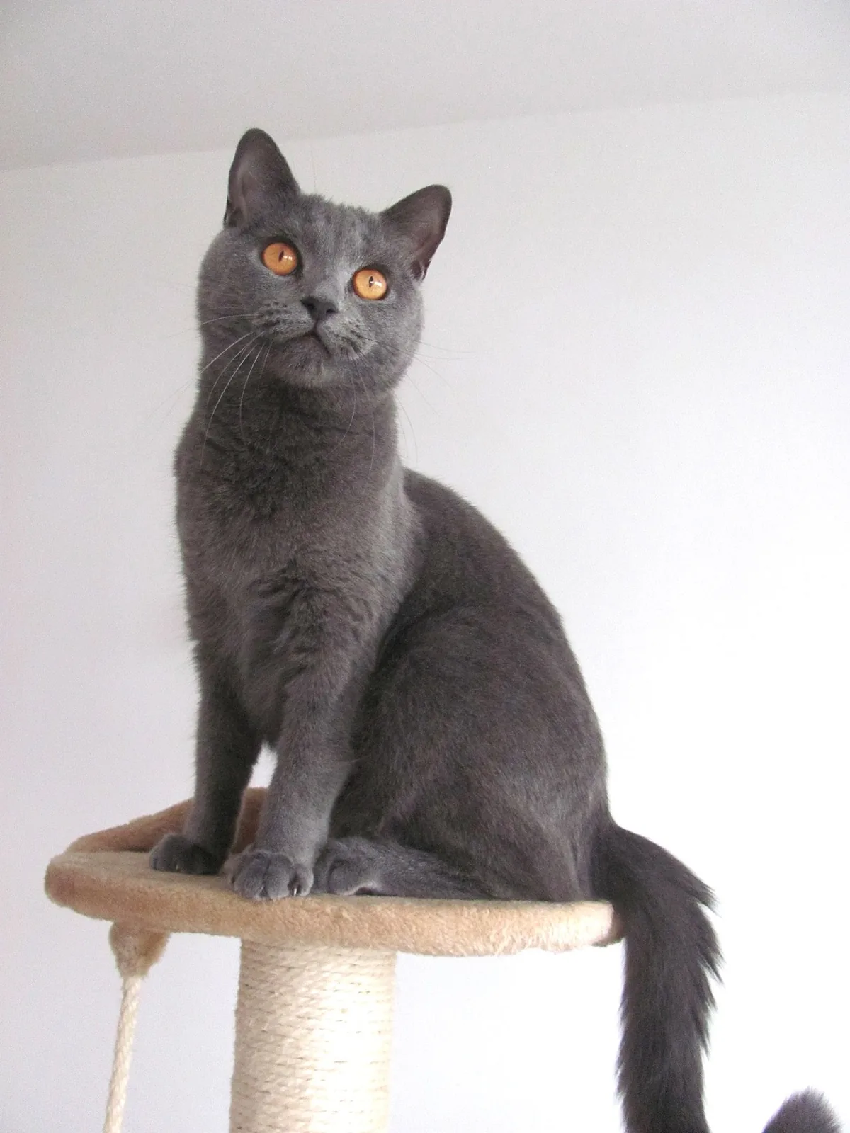 Razze felini: il Certosino, il gatto silenzioso e elegante che conquista con discrezione
